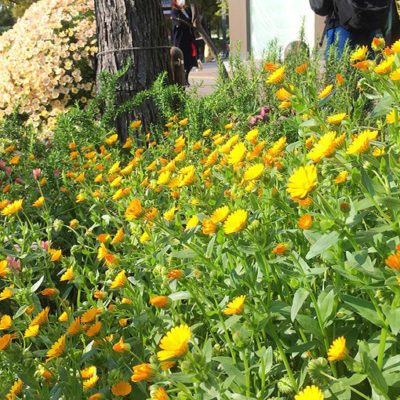 オレンジ色のマリーゴールド